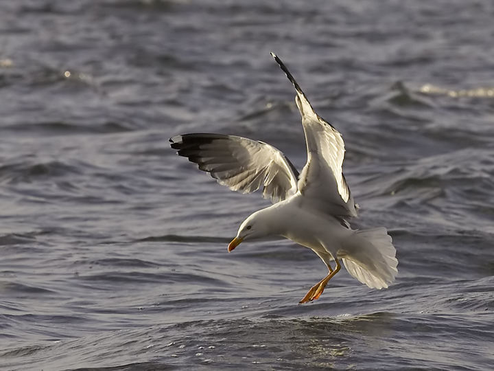 Herring Gull