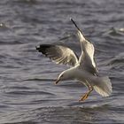 Herring Gull