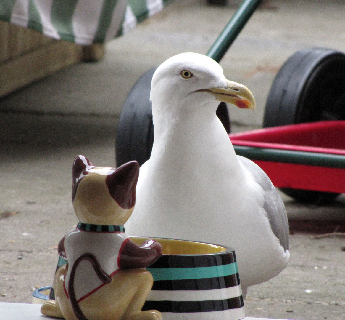 Herring Gull at kitchen door eating cat food.