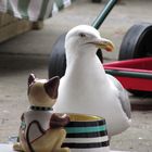 Herring Gull at kitchen door eating cat food.