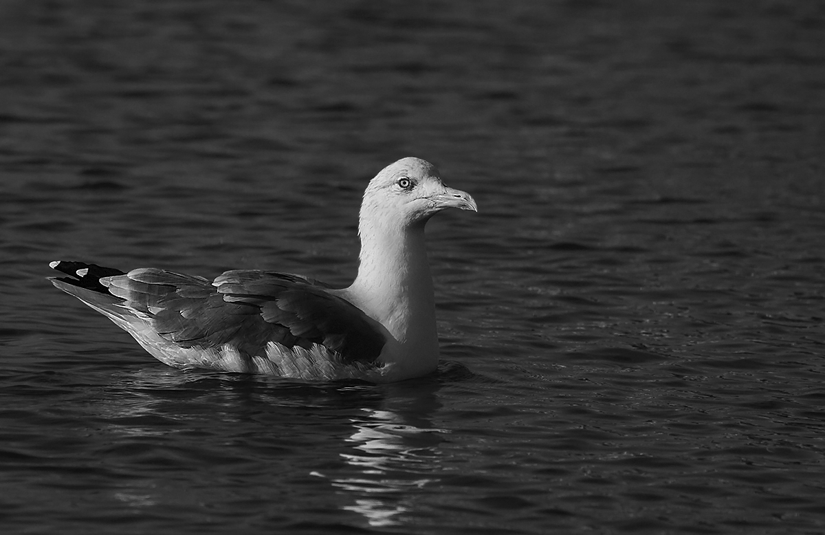 herring gull