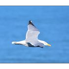 Herring Gull in flight