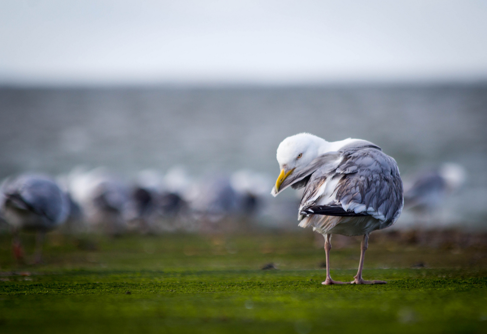 Herring.gull.