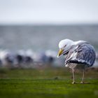 Herring.gull.