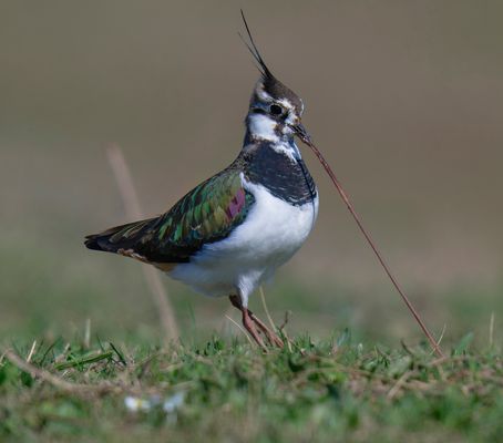 Herrje - das zieht sich wieder!