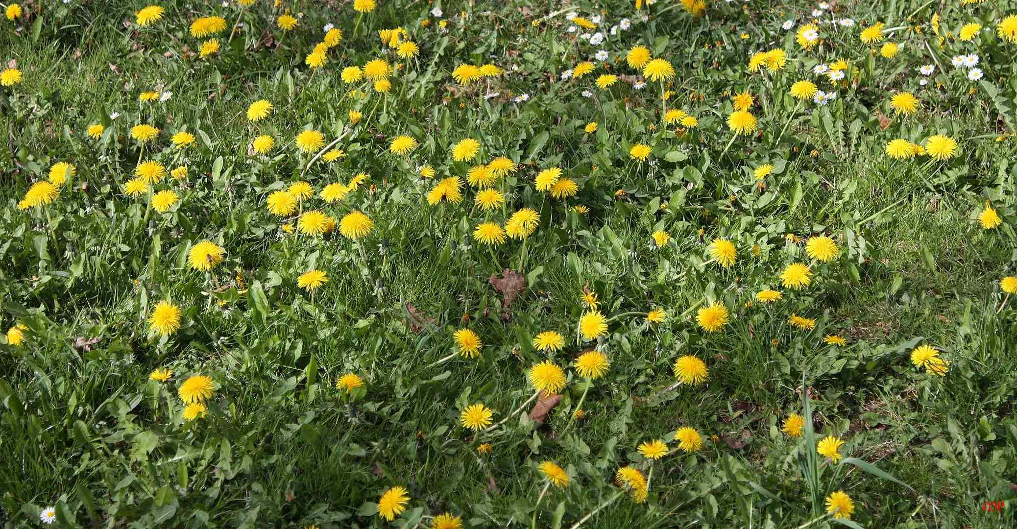 herrlich blühendes "Unkraut" Foto & Bild pflanzen, pilze & flechten