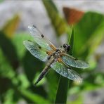 Herrlich, die Libellen sind da  (1) !