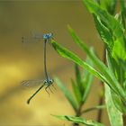 Herrlich, die Libellen sind da  (2) !