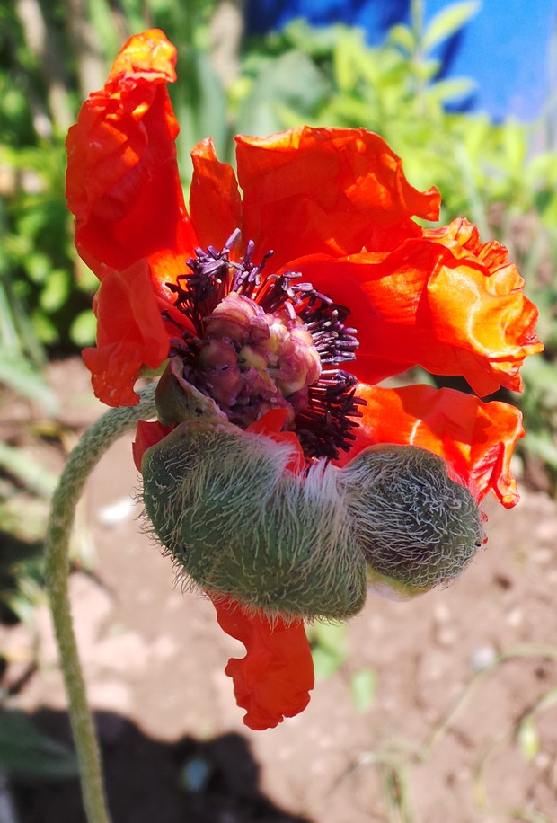 herrlich, die Öffnung der Blüte zu sehen