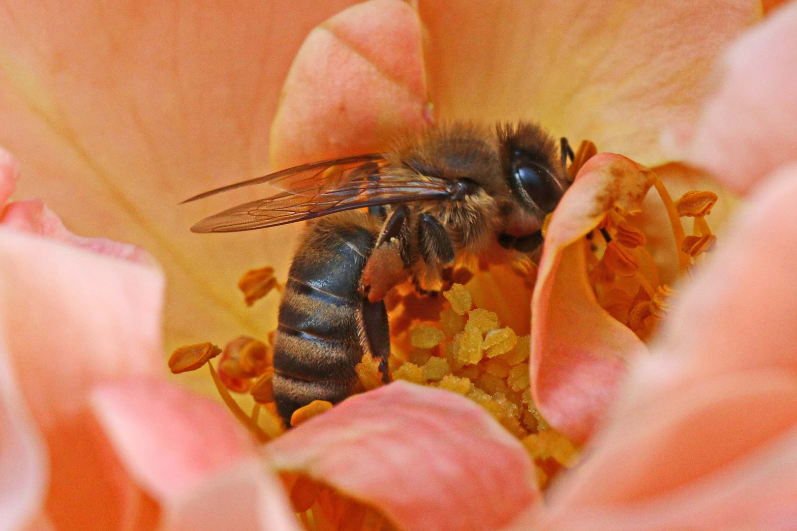 herrlich dieser Nektar in der Rose