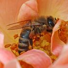 herrlich dieser Nektar in der Rose