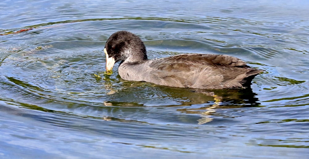 herrlich im Wasser