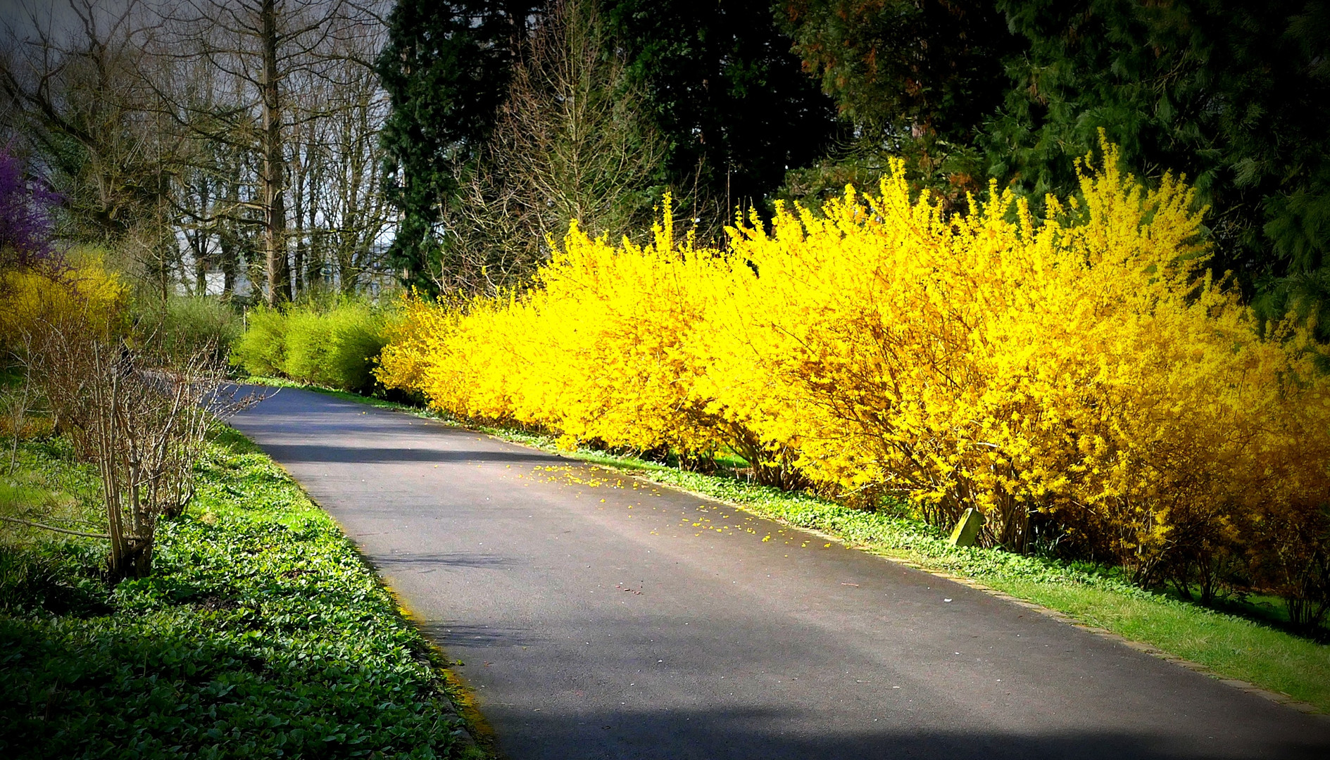 Herrlich leuchten die Forsythien . . .