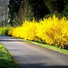 Herrlich leuchten die Forsythien . . .