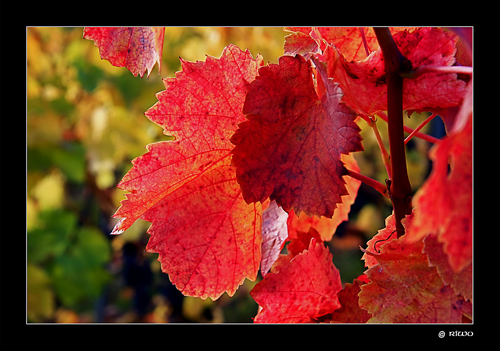 herrlich rotes Weinlaub......