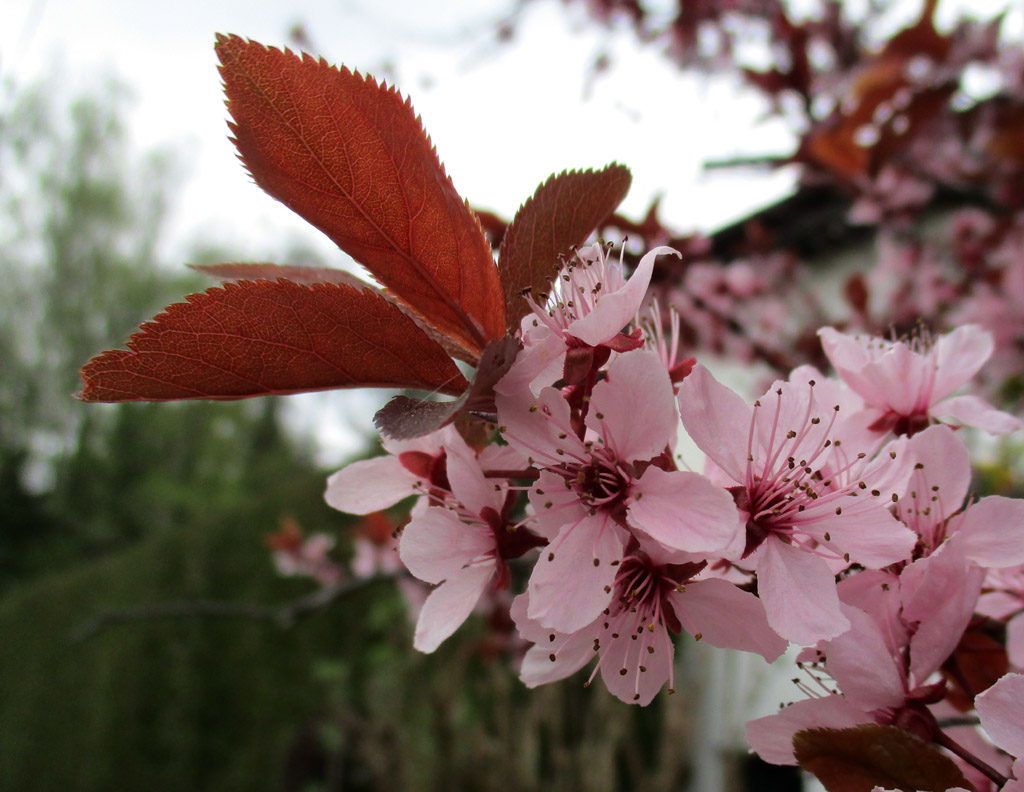  Herrlich war der rosa Blütenregen