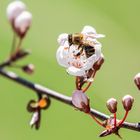 Herrlich wenn der Frühling startet