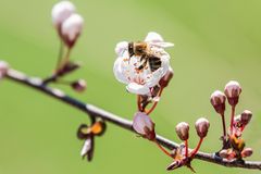 Herrlich wenn der Frühling startet