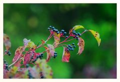 Herrliche Beeren sind zur Zeit überall zu sehen.