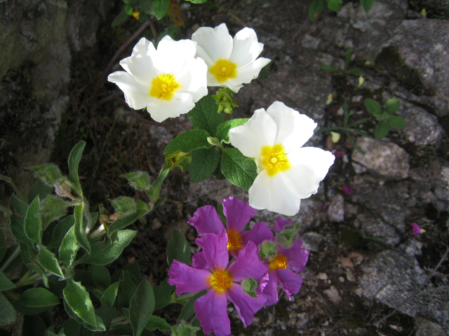 Herrliche Bergpracht