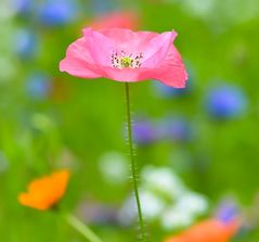 Herrliche Blüte