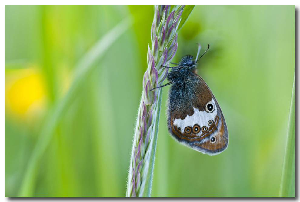 herrliche Farben der Natur