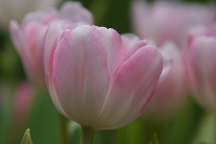 Herrliche Frühling mit Tulpen