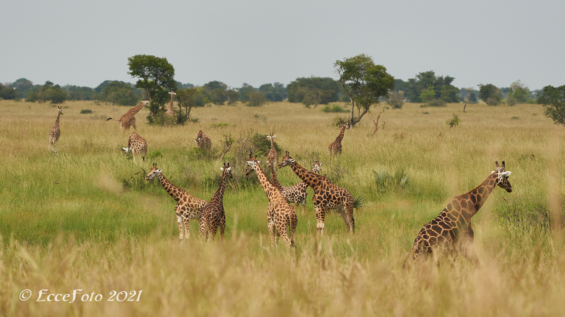 Herrliche Giraffen Herde