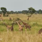 Herrliche Giraffen Herde