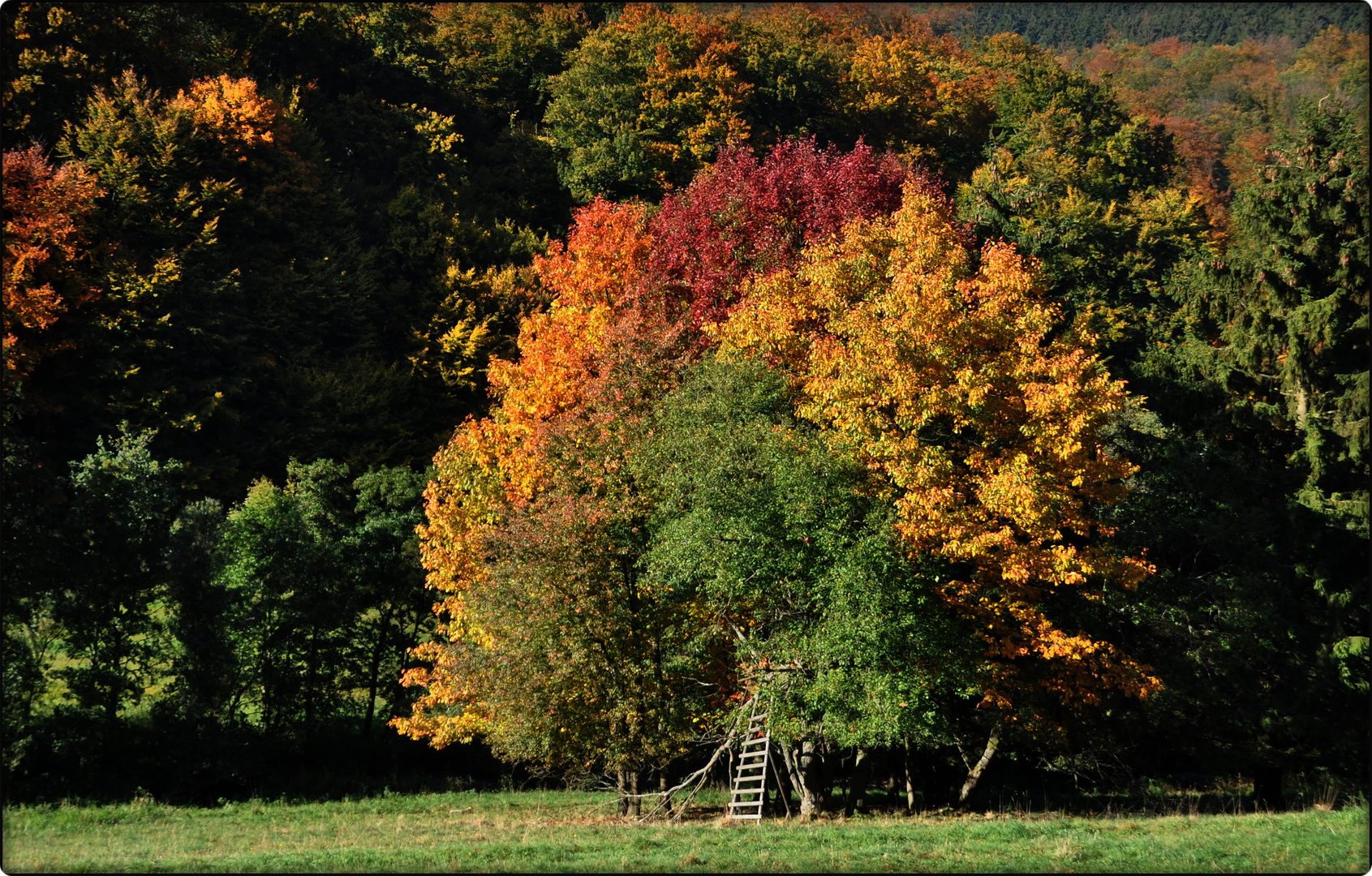 herrliche Herbstfarben