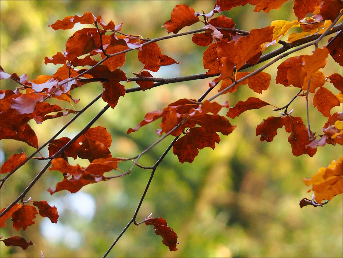  herrliche Herbstfarben