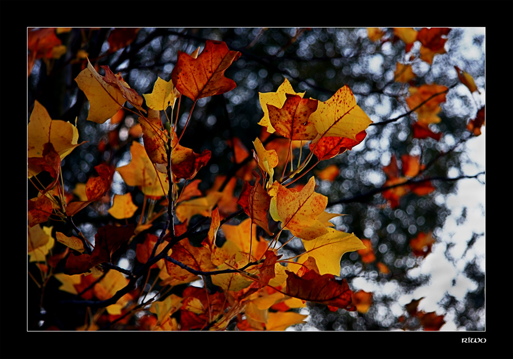 herrliche Herbstfarben....