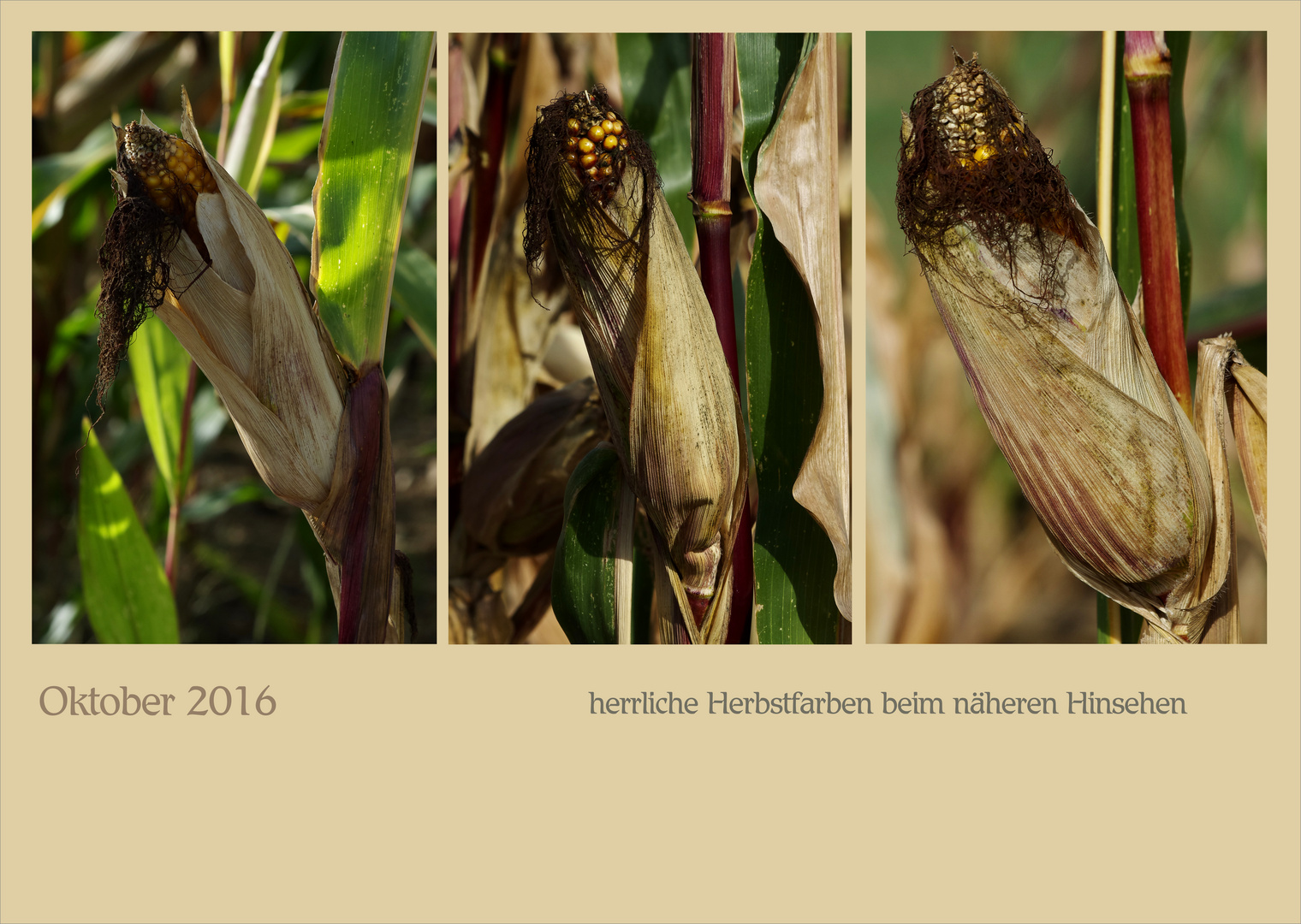 herrliche Herbstfarben im Maisfeld