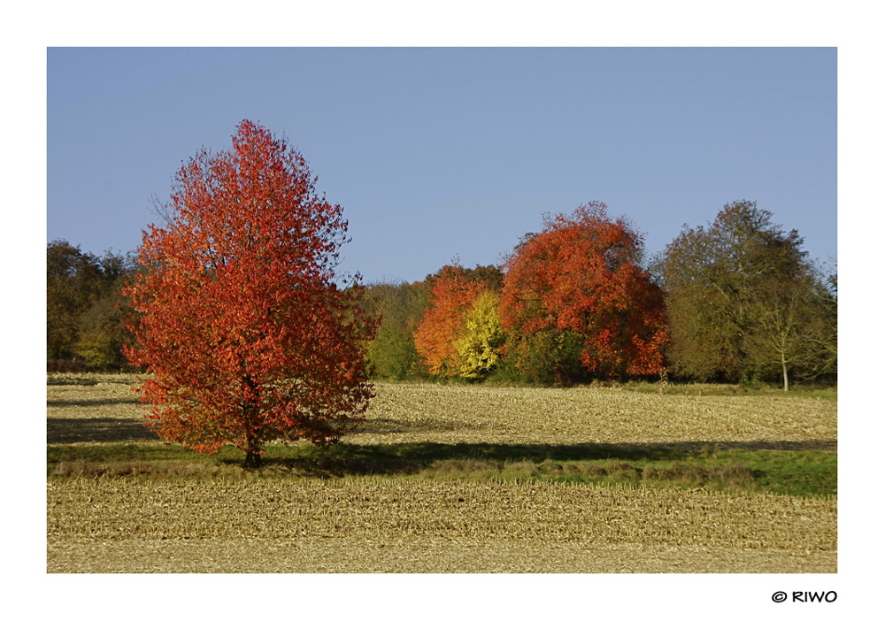 herrliche Herbstlandschaft......