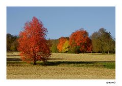 herrliche Herbstlandschaft......