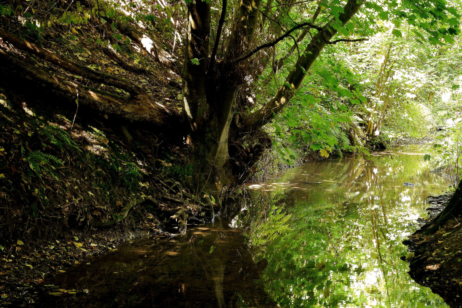 Herrliche Natur auf dem Rundweg der Düssel.