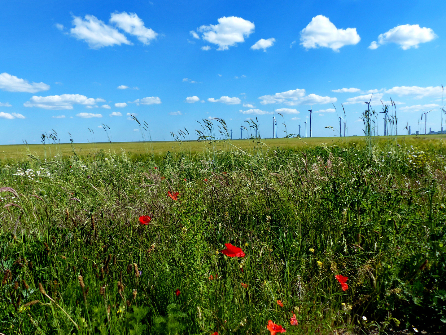 Herrliche Natur