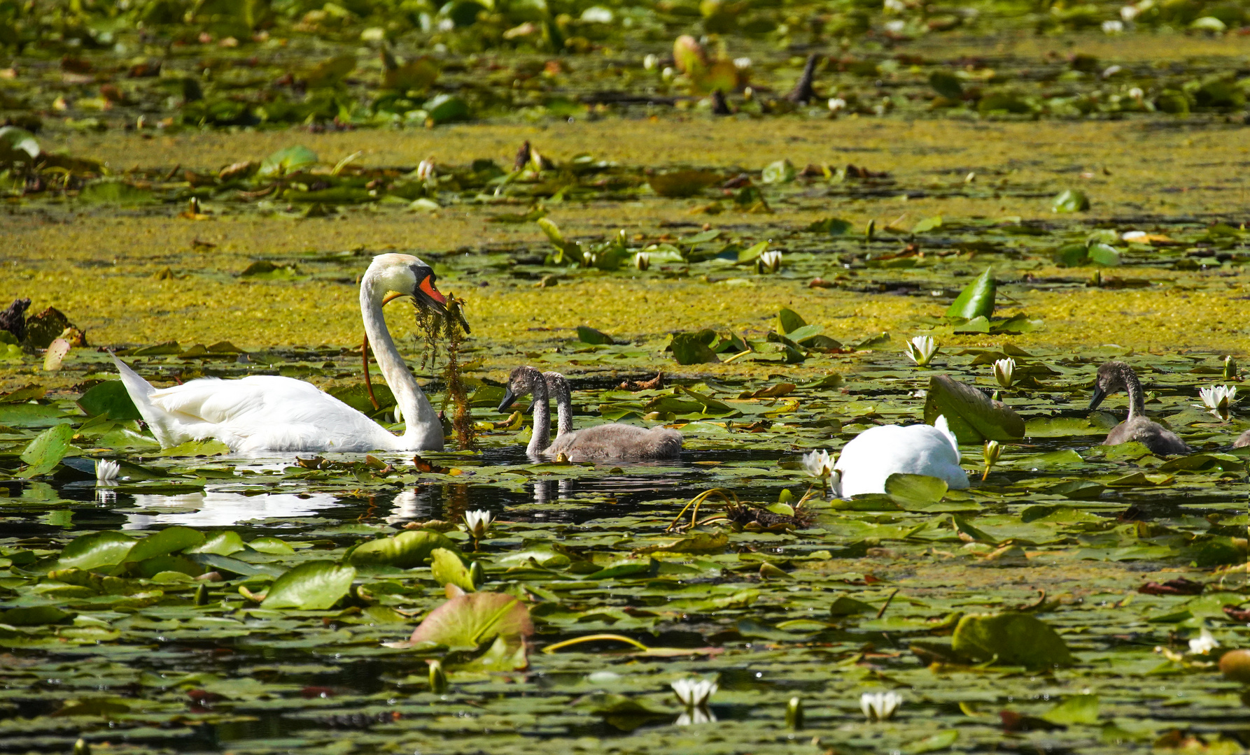 Herrliche Natur in der Mecklenburger Seenplatte