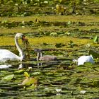 Herrliche Natur in der Mecklenburger Seenplatte