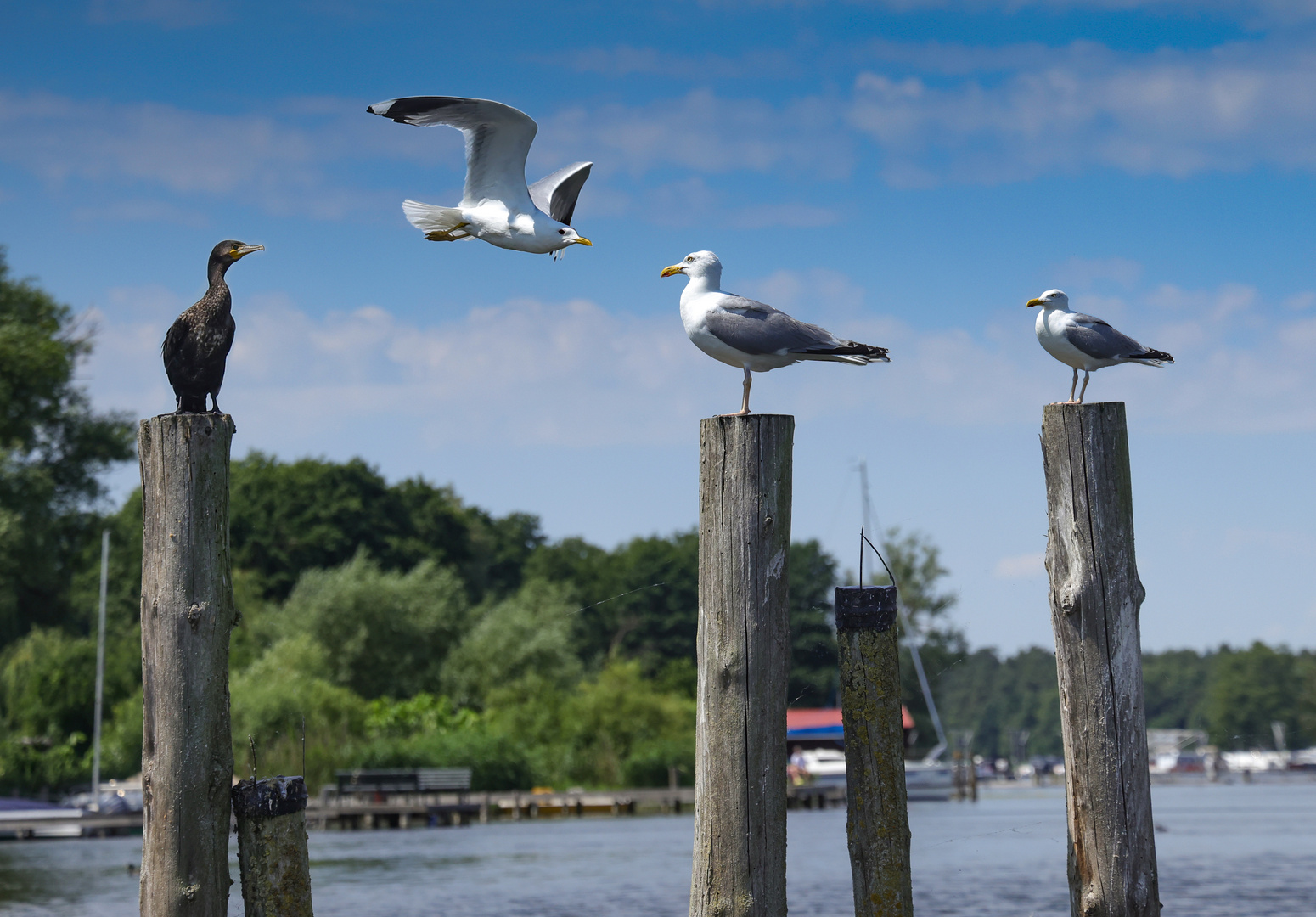 Herrliche Natur in der Mecklenburger Seenplatte