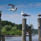 Herrliche Natur in der Mecklenburger Seenplatte