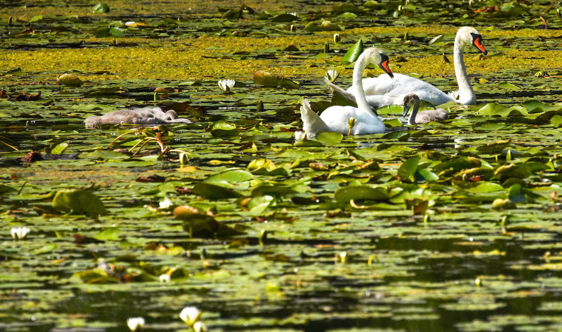 Herrliche Natur in der Mecklenburger Seenplatte