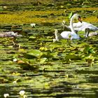 Herrliche Natur in der Mecklenburger Seenplatte