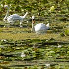 Herrliche Natur in der Mecklenburger Seenplatte