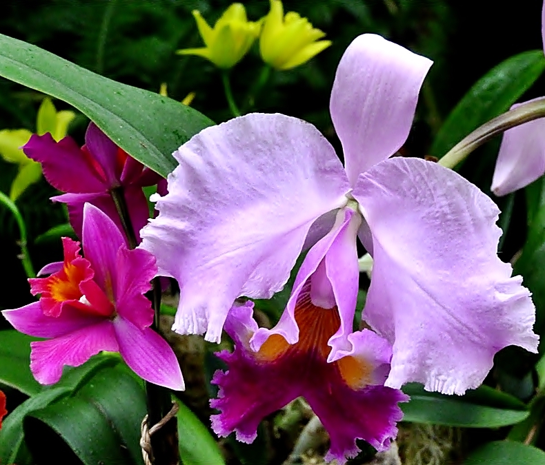 Herrliche Orchideen, . . . .