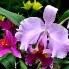 Herrliche Orchideen, . . . .