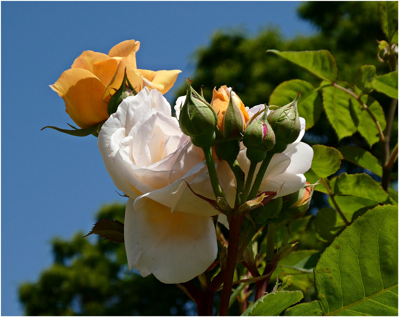 Herrliche Rosen...