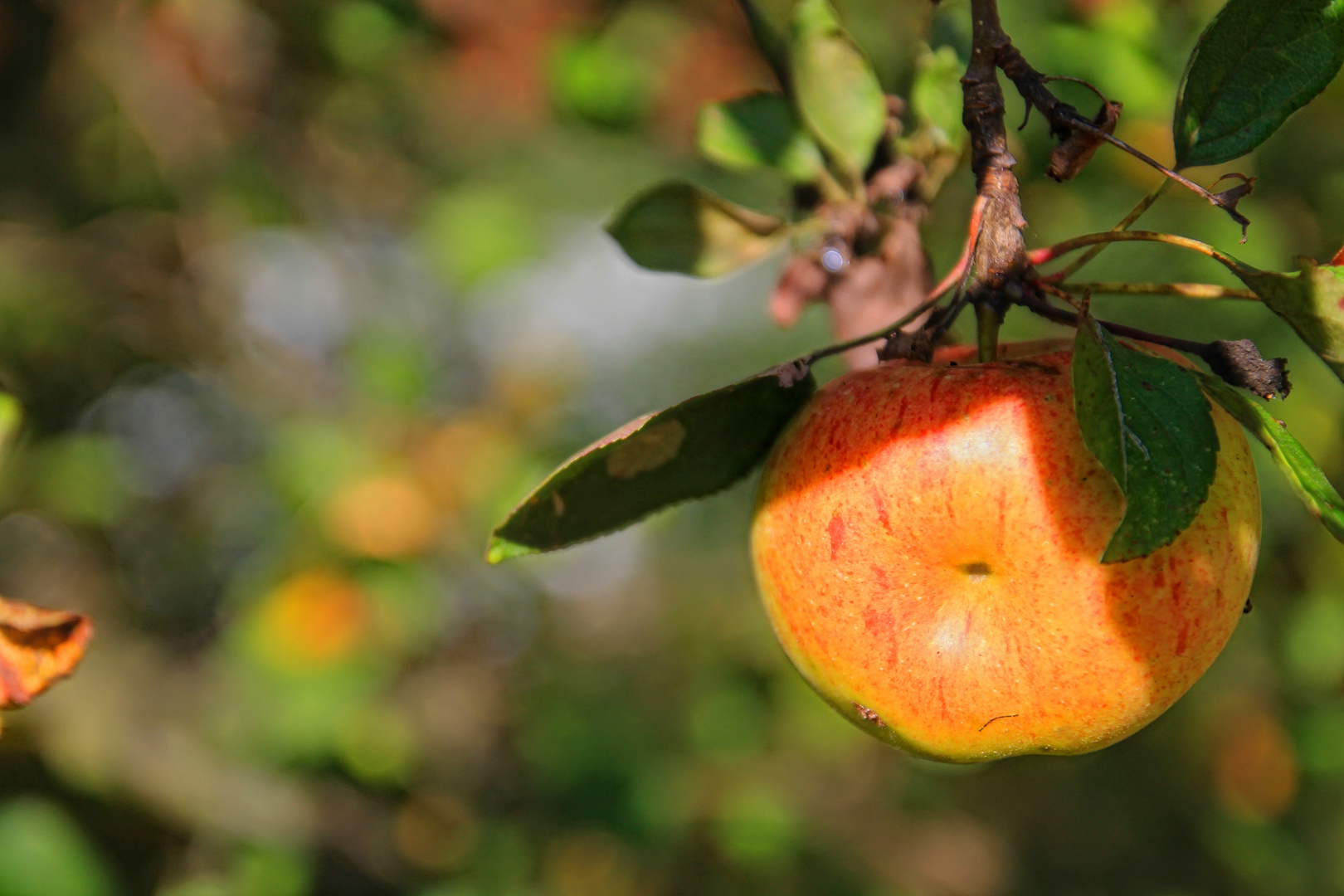 ...herrliche Streuobstbäume im Herbst..