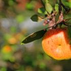 ...herrliche Streuobstbäume im Herbst..