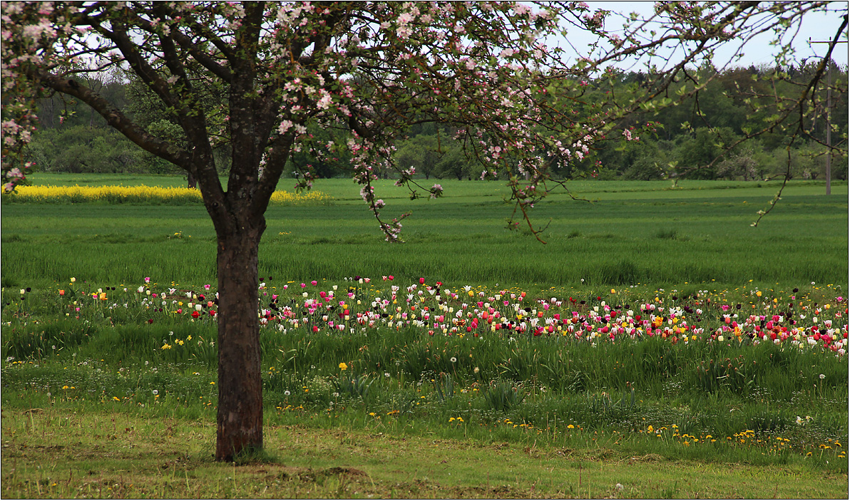 Herrliche Tulpen und blühende Obstbäume ...